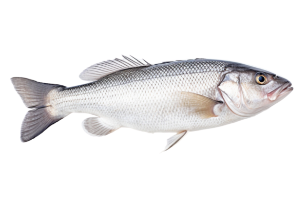 Seabass