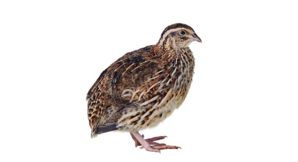 Quail (Live)